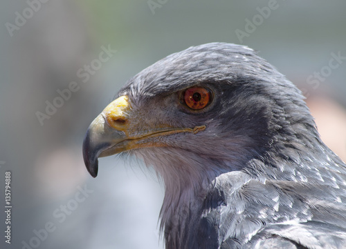 Blaubussard