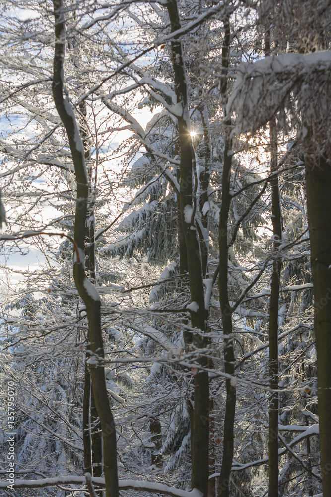 Winter Wonderland Winter Wonderland