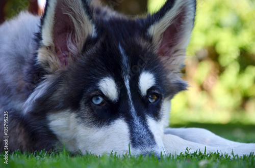 Close up of siberian husky with blue eyes and  big ears in summer