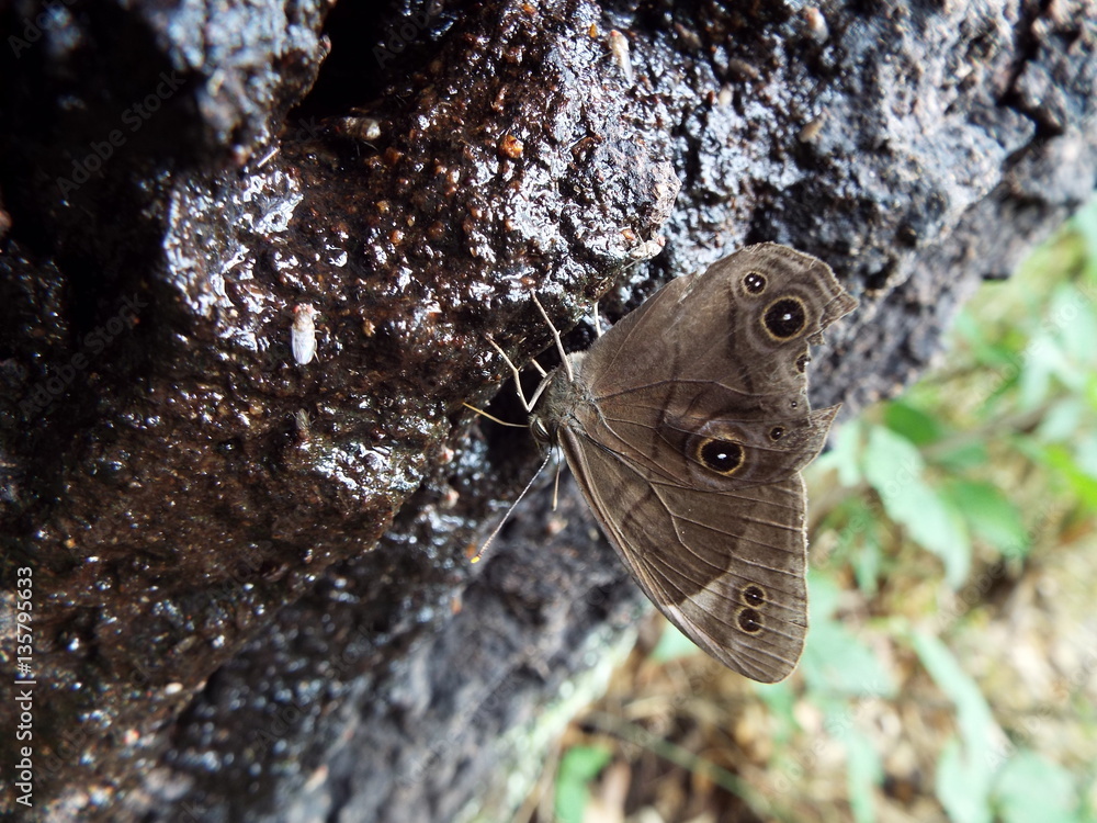 Fototapeta premium クロヒカゲ butterfly