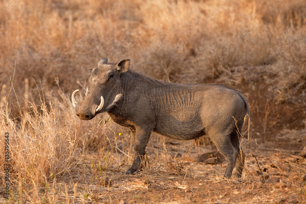 Fototapeta premium common warthog, phacochoerus africanus, South Africa, Kruger national park