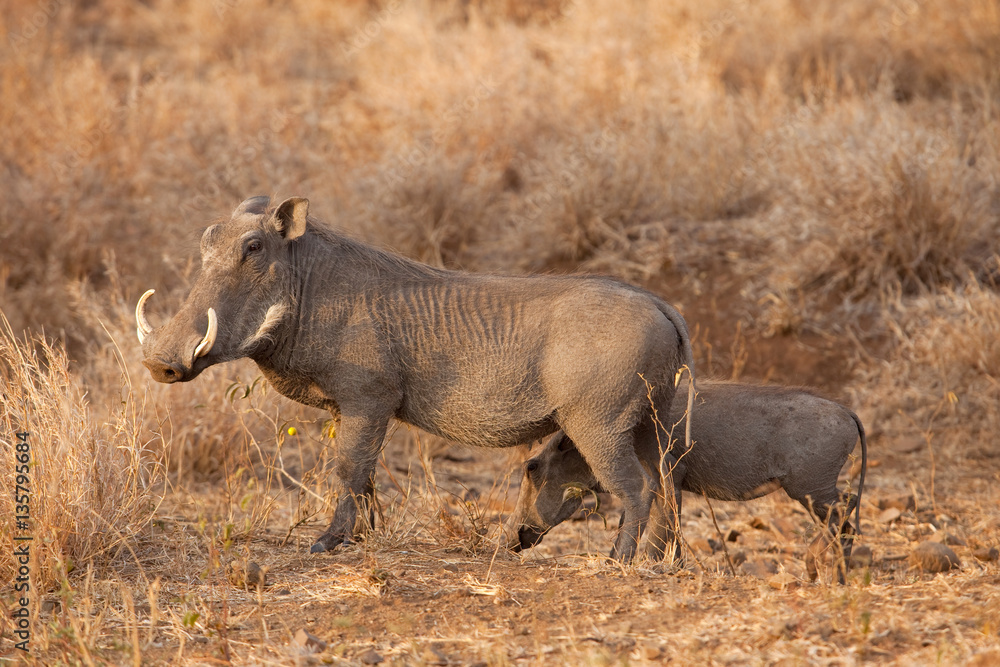 common warthog, phacochoerus africanus, South Africa, Kruger national park common warthog, phacochoerus africanus, South Africa, Kruger national park