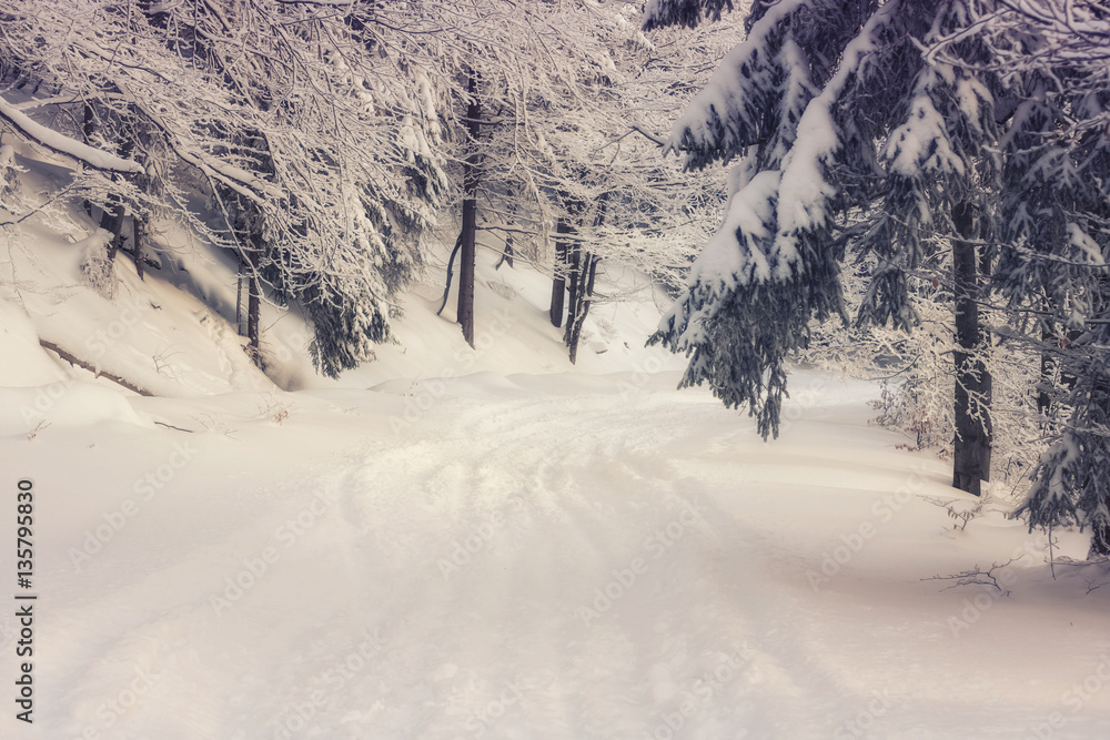 Obraz premium Winter Wonderland
