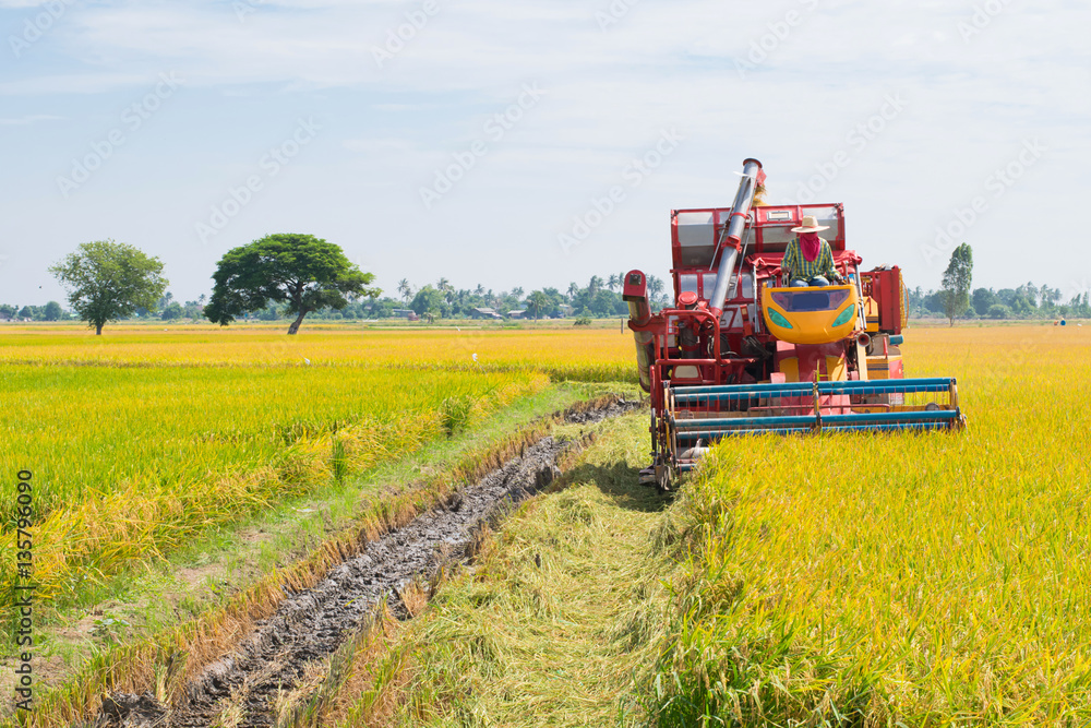 Fototapeta premium The rice harvest