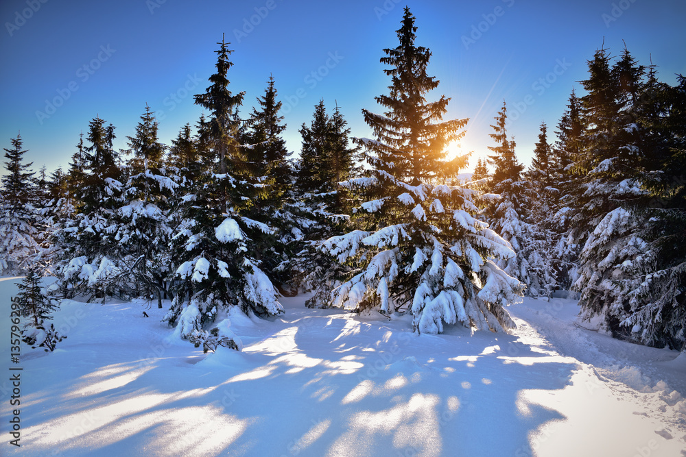 Winter landscape in forest with snow covered trees