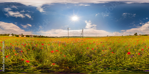 Full 360 degree equirectangula panorama field of poppies