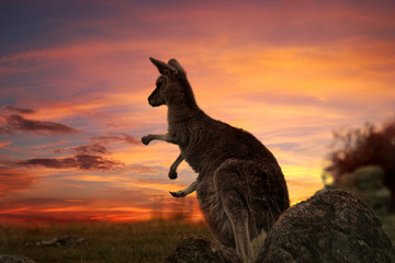 Wandcirkels Kangoeroe Kangoeroe bij zonsondergang in Australië  © Leah-Anne Thompson