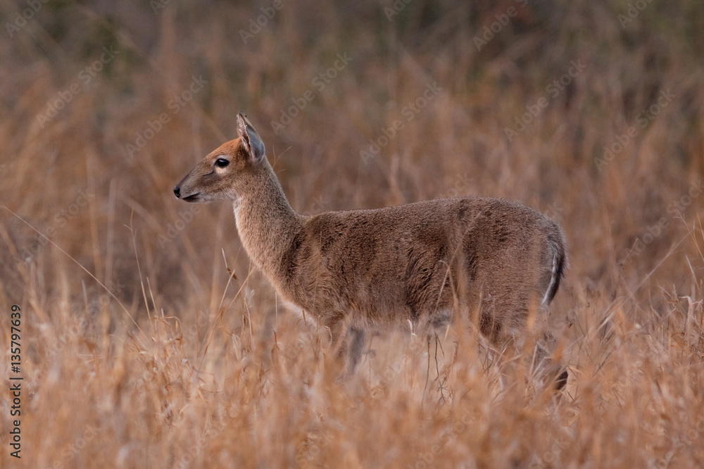 grey rhebok, grey rhebuck, pelea capreolus, Kruger national park, South Africa grey rhebok, grey rhebuck, pelea capreolus, Kruger national park, South Africa