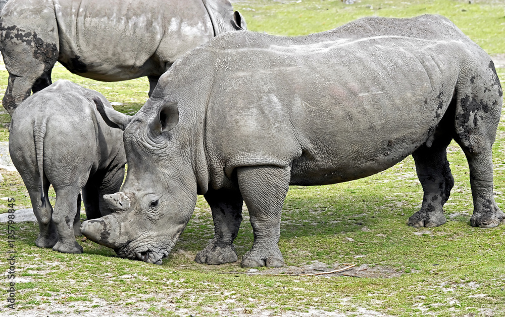 Fototapeta premium African rhinoceros. Latin name - Diceros bicornis 