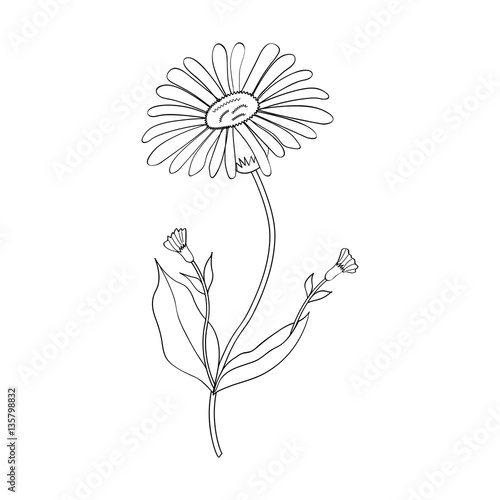  Arnica. Vintage medicinal herb sketch. Botanical plant illustration, isolated.