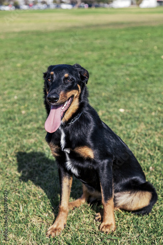 Beauceron with Australian Shepherd Dog Portrait in Park