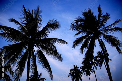 Silhouette coconut palm tree on blue sky background.