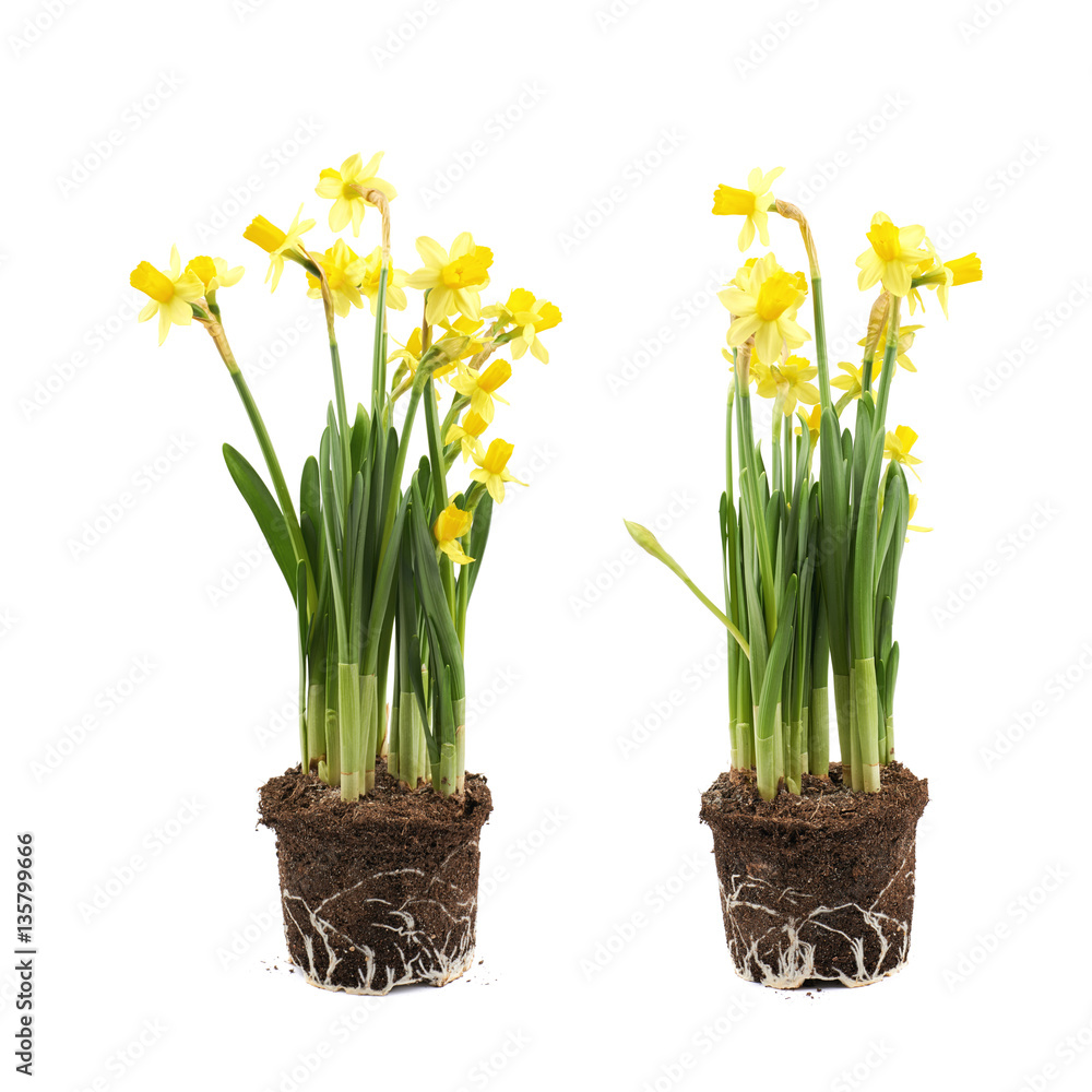 Yellow narcissus flower isolated Yellow narcissus flower isolated