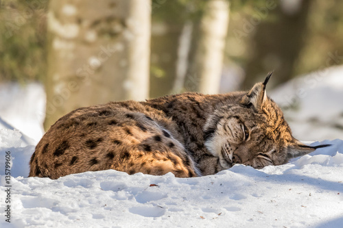 Lince Europea che riposa photo