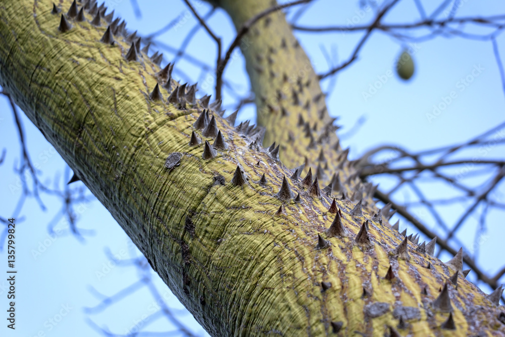 The silk floss tree with thorny trunk