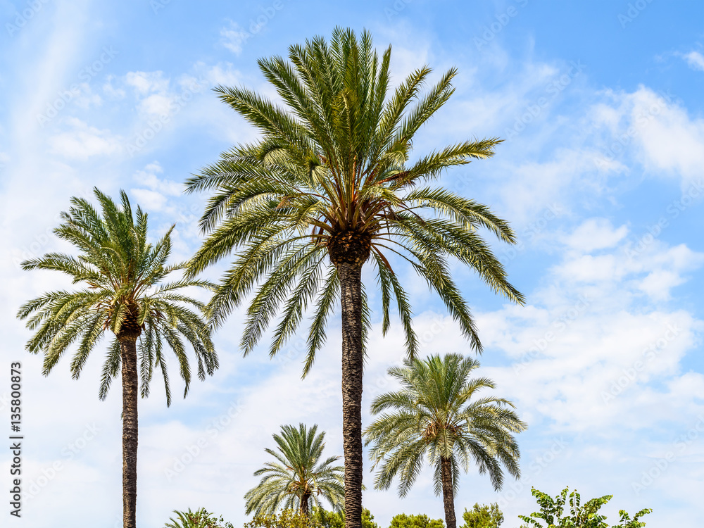 Green Island Palm Trees On Blue Sky