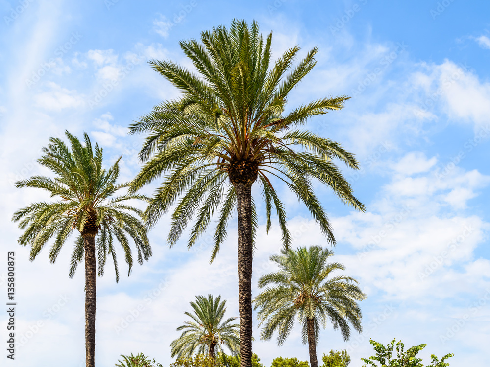 Green Island Palm Trees On Blue Sky Green Island Palm Trees On Blue Sky