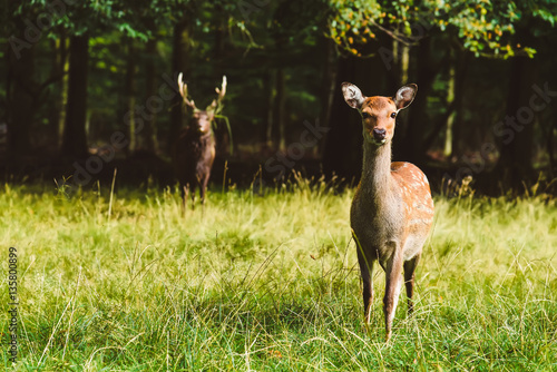 Wild deers pair in Jaegersborg Dyraehaven - forest park in Klampenborg, Copenhagen. Nature reservation in Denmark. photo