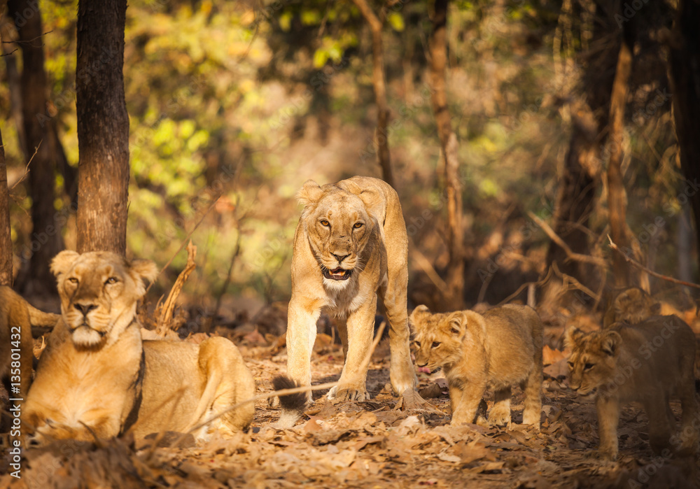 Fototapeta premium asiatic lion in wild