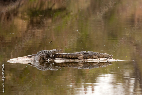 nile crocodile, crocodylus niloticus, Kruger national park, South Africa