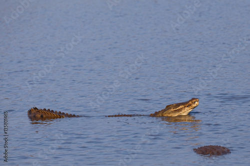 nile crocodile, crocodylus niloticus, Kruger national park, South Africa © prochym