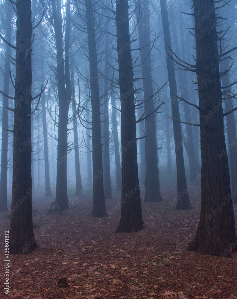 Forest covered by mist in a amazing winter day in Sintra Mountains in Portugal Forest covered by mist in a amazing winter day in Sintra Mountains in Portugal