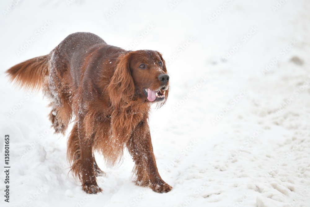 Dog breed Irish Red setter plays the winter walk