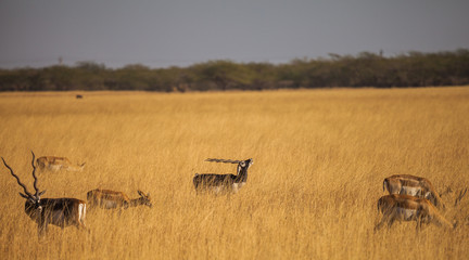 Wandcirkels Antilope Blackbuck antilope in wilde natuur  © ksumano