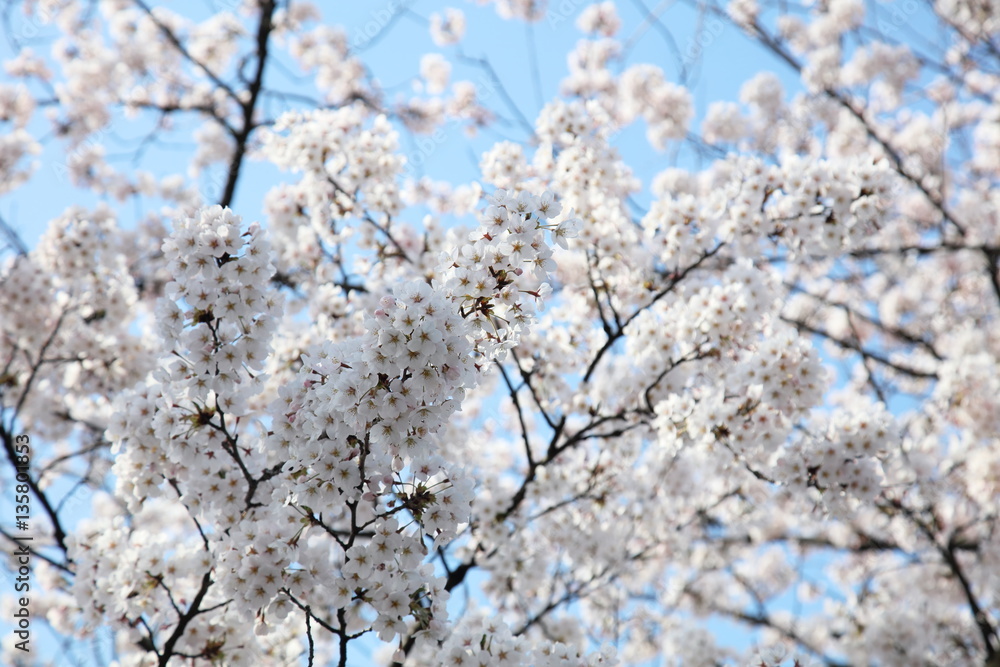 桜の花 桜の花