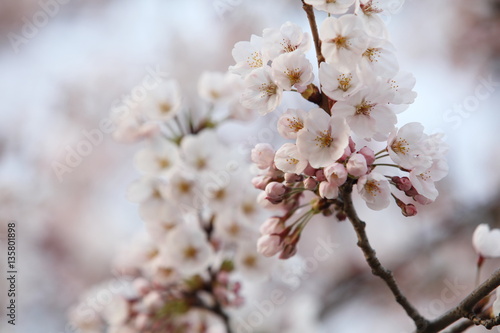 桜の花 © K+K