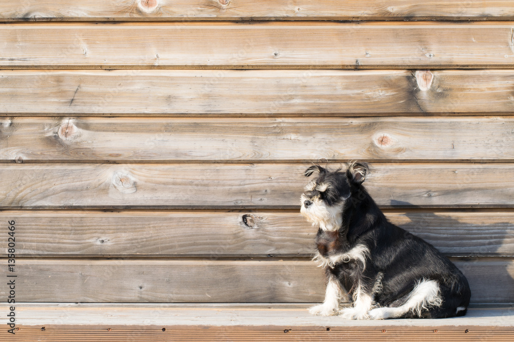 A cute dog on the wooden background A cute dog on the wooden background