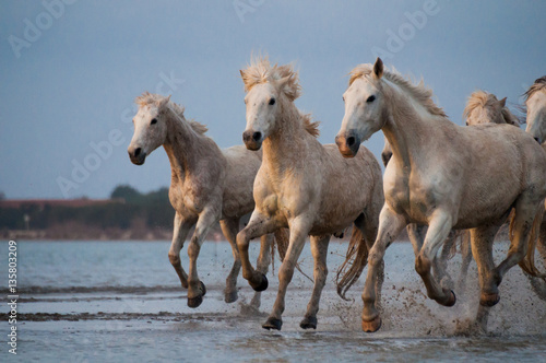 Horses running free in Camargue - Southern France