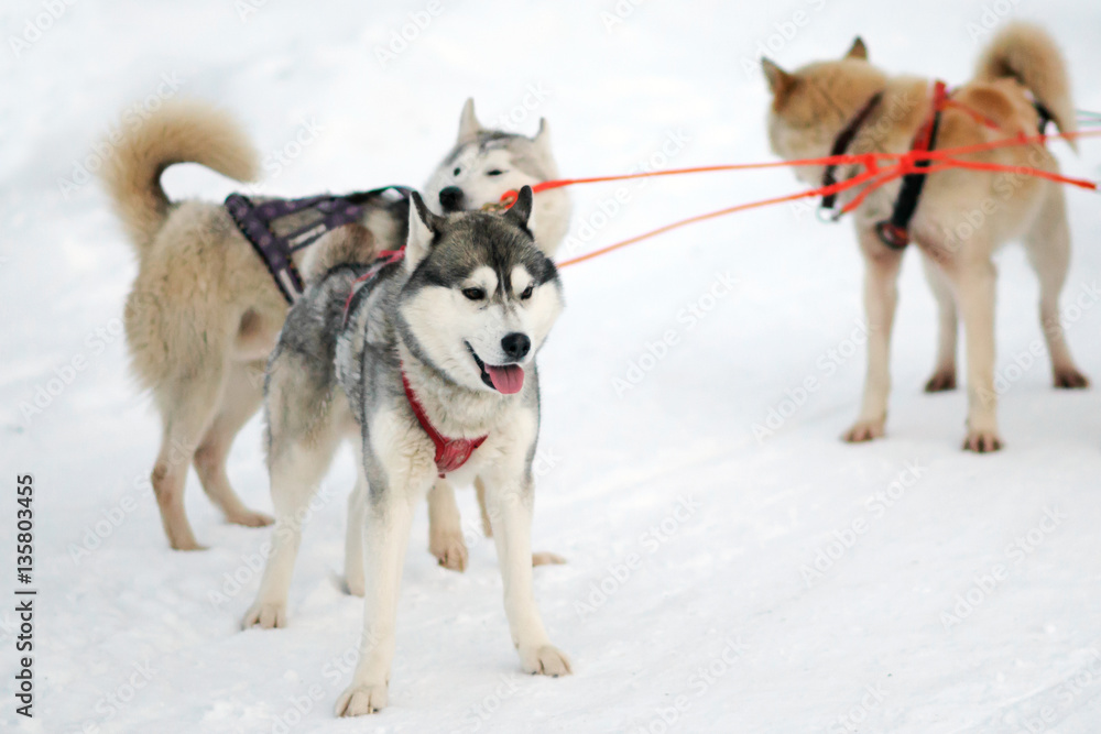Husky sled in the winter in the bundle. Siberian dogs driven sleigh people in the North. Animals active dog sports at work. 