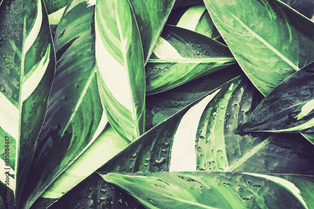 Fototapeta Mokra Świeża tropikalna zieleń opuszcza tło, rocznika koloru brzmienie