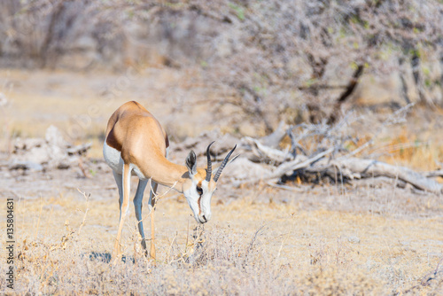 Springbok grazing in the bush. Wildlife Safari in the Etosha National Park, famous travel destination in Namibia, Africa.