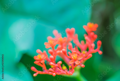 red flower Blurred for Background