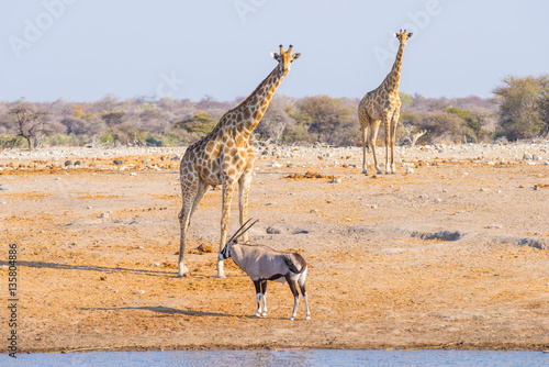 Giraffe and Oryx walking in the bush. Wildlife Safari in the Etosha National Park, famous travel destination in Namibia, Africa. © fabio lamanna