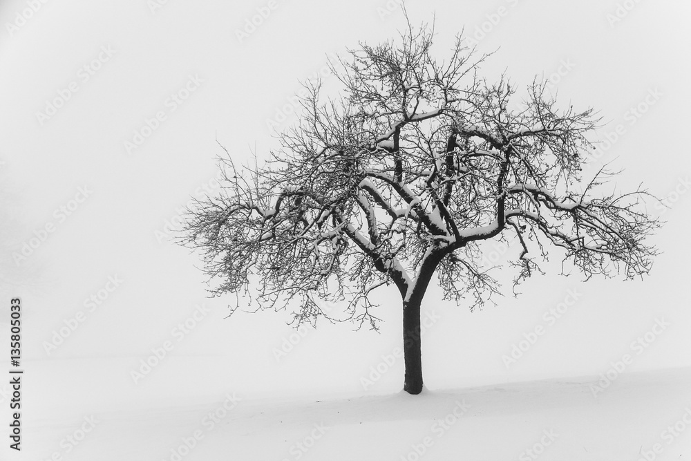 Obraz premium Apfelbaum im Schnee