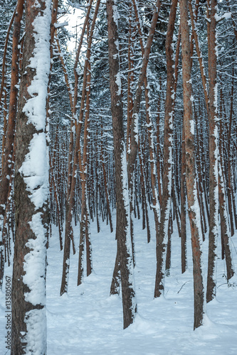 Snow over the spruces and pines