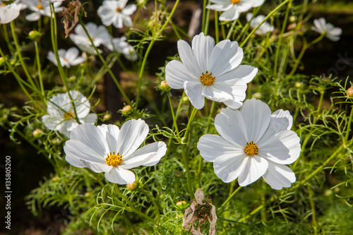 White flower kosmeya
