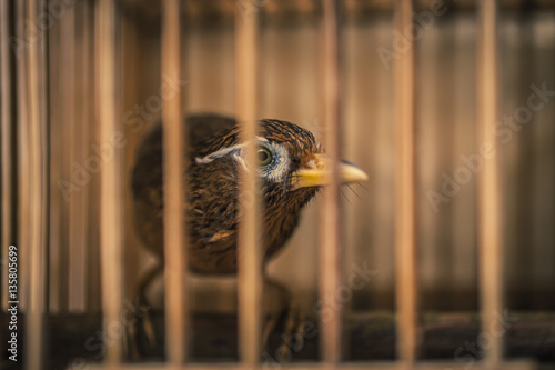 Birds in a cage