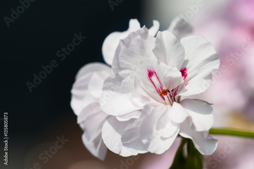 White Geranium Flowers with bokeh background - typical balcony flower