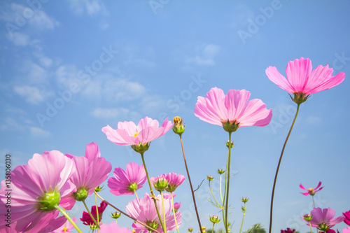 Cosmos flowers in the garden and blue sky natural background