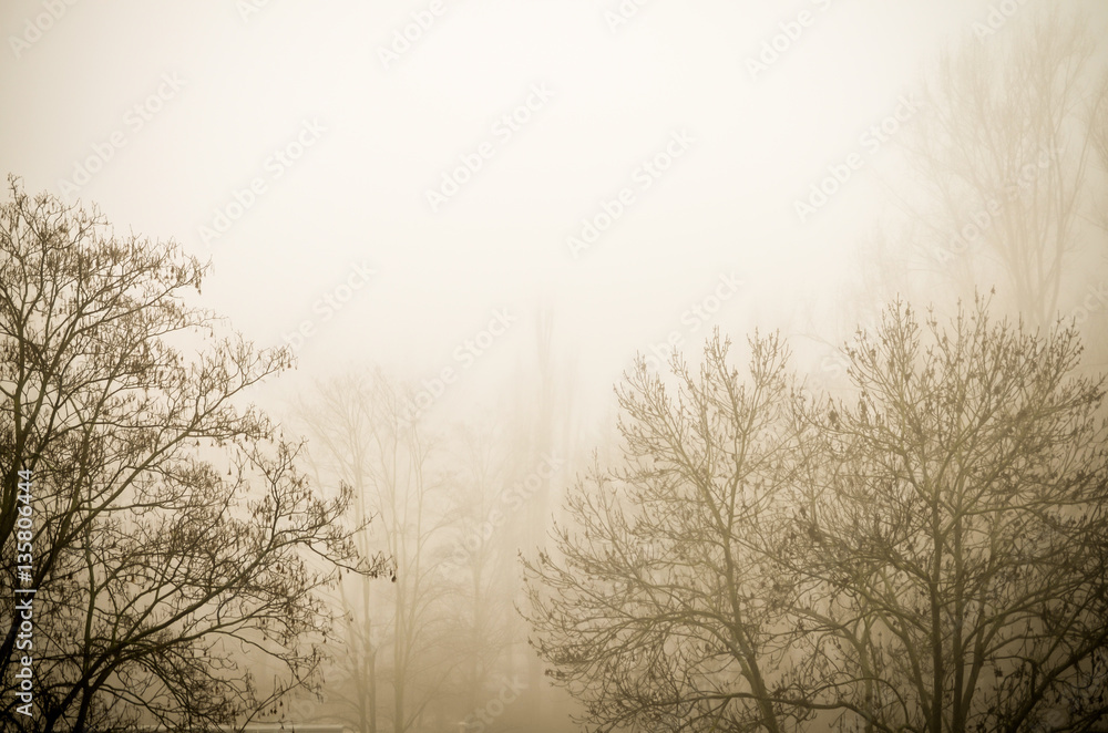 trees in foggy winter landscape scenery