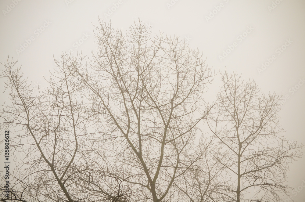 trees in foggy winter landscape scenery trees in foggy winter landscape scenery