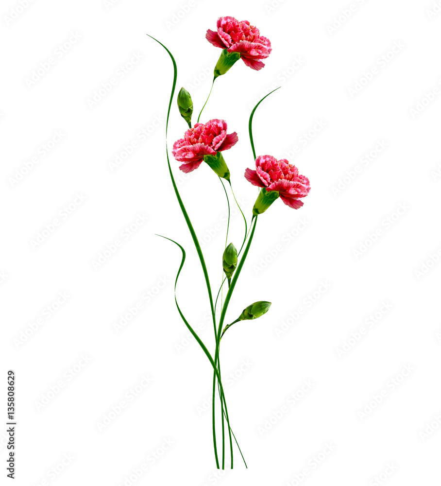 Colorful carnation flowers isolated on white background.