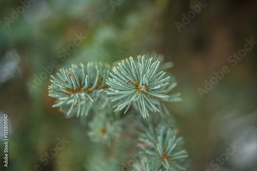 Winter pine branch. Snowflakes on a branch close-up, macro