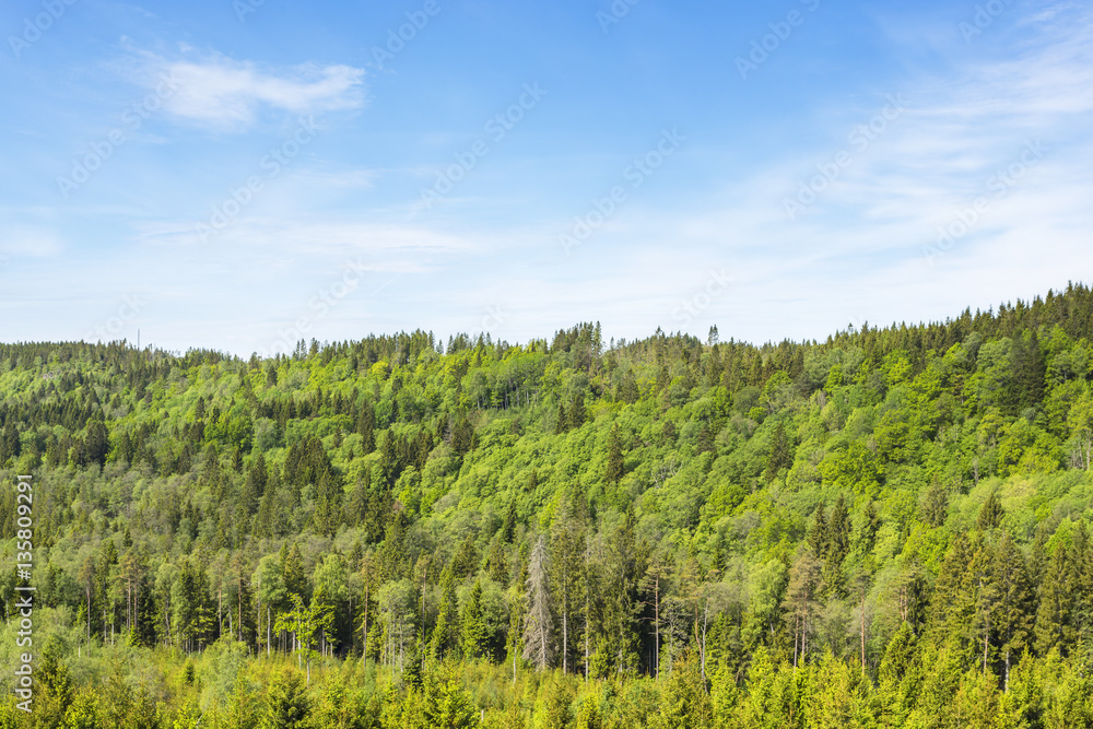 Forest landscape on a mountain side