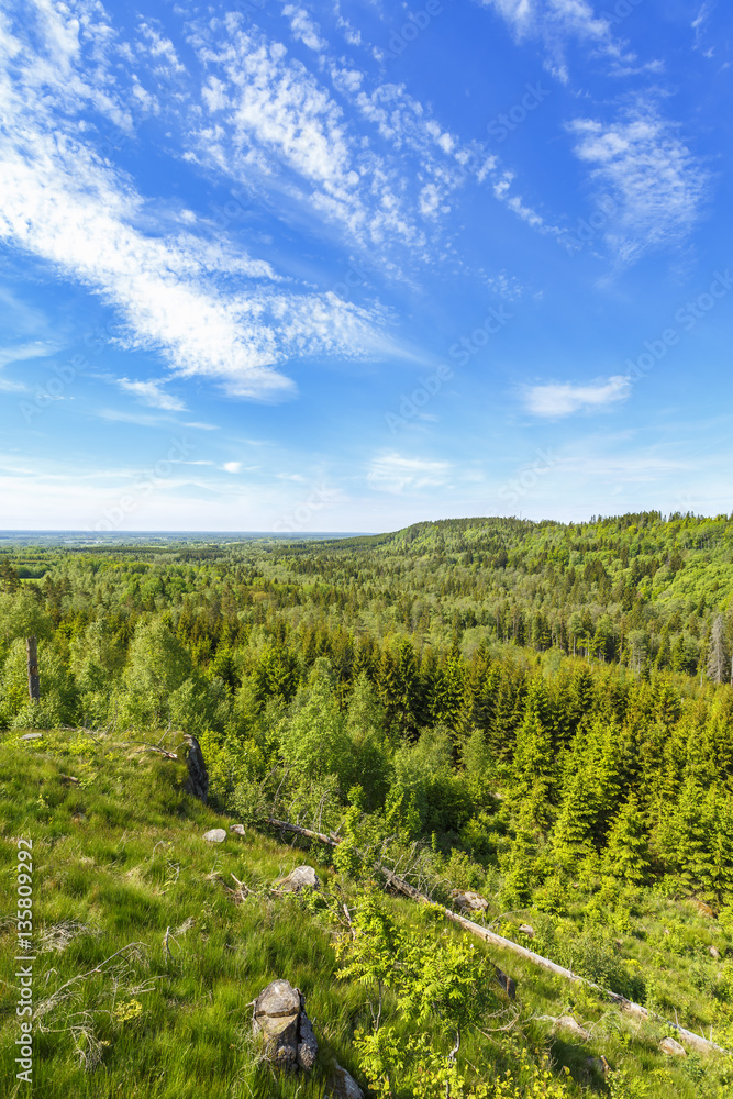 View of a forest landscape in summer