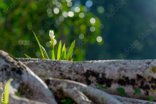Beautuful White Flower 